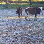 Ola polar en Misiones Posadas registro 1 °C y se reportaron heladas intensas 7 - 12